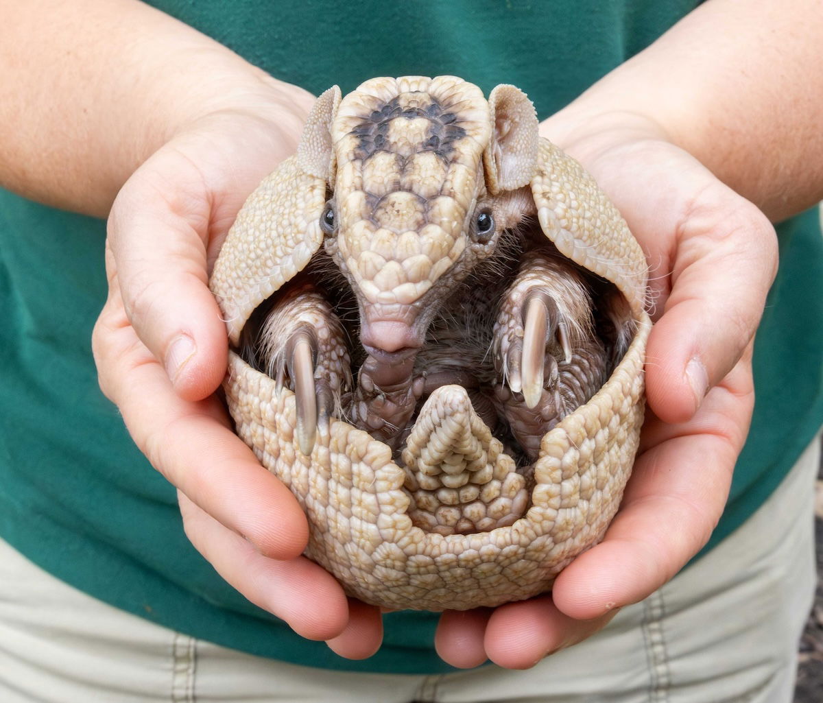 Baby armadillo