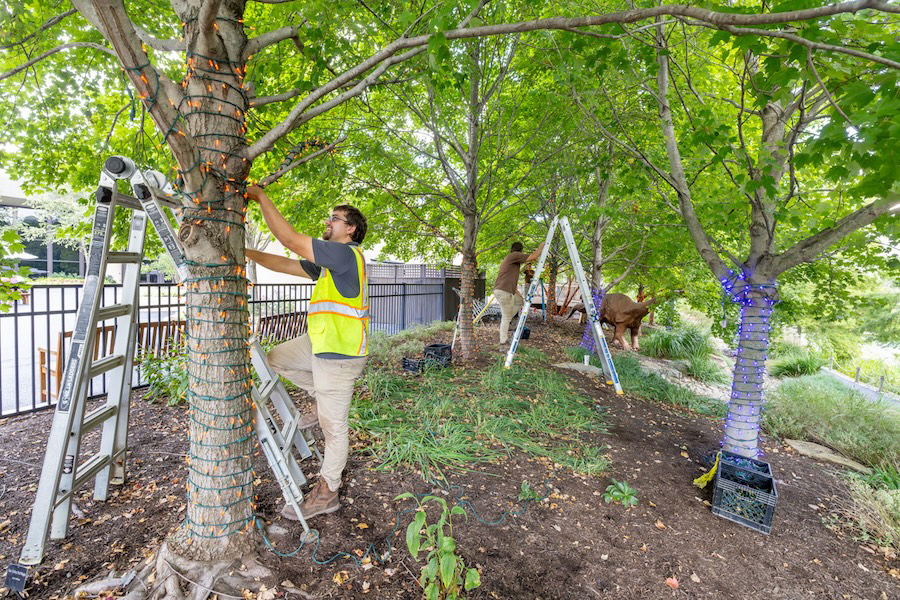 Grounds team putting up Christmas lights