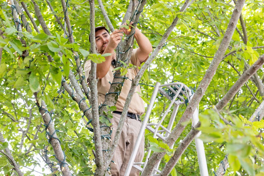 Grounds team putting up Christmas lights