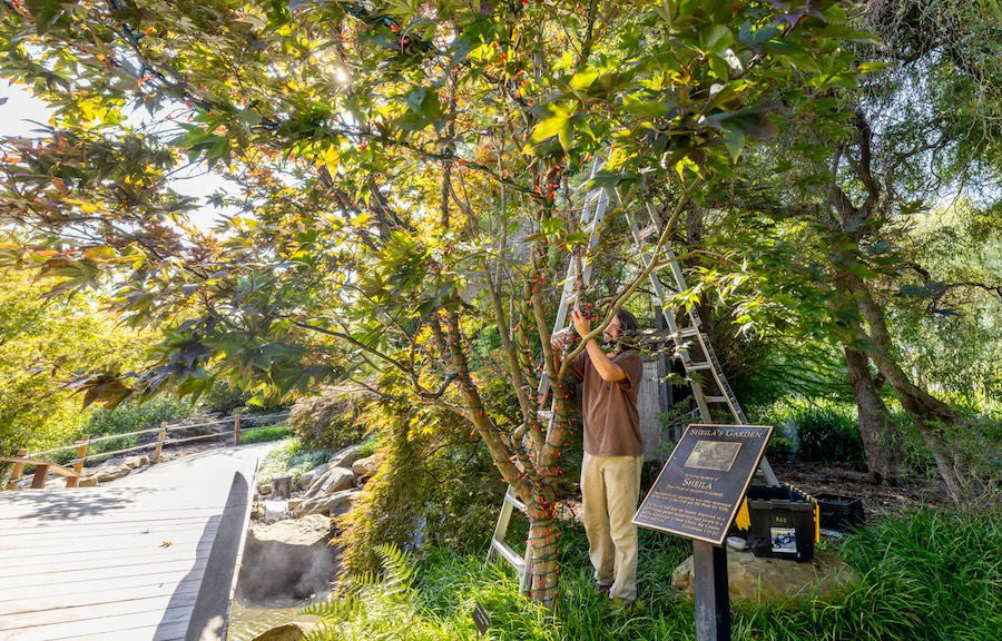 Grounds team putting up Christmas lights