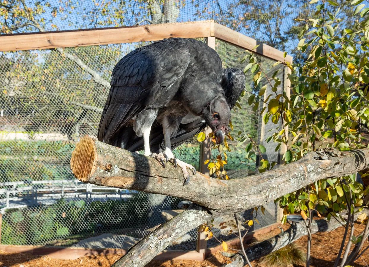 King Vulture