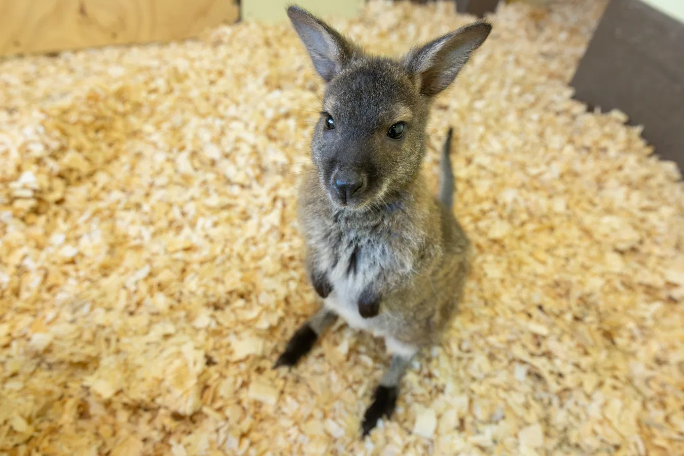 Baby wallaby