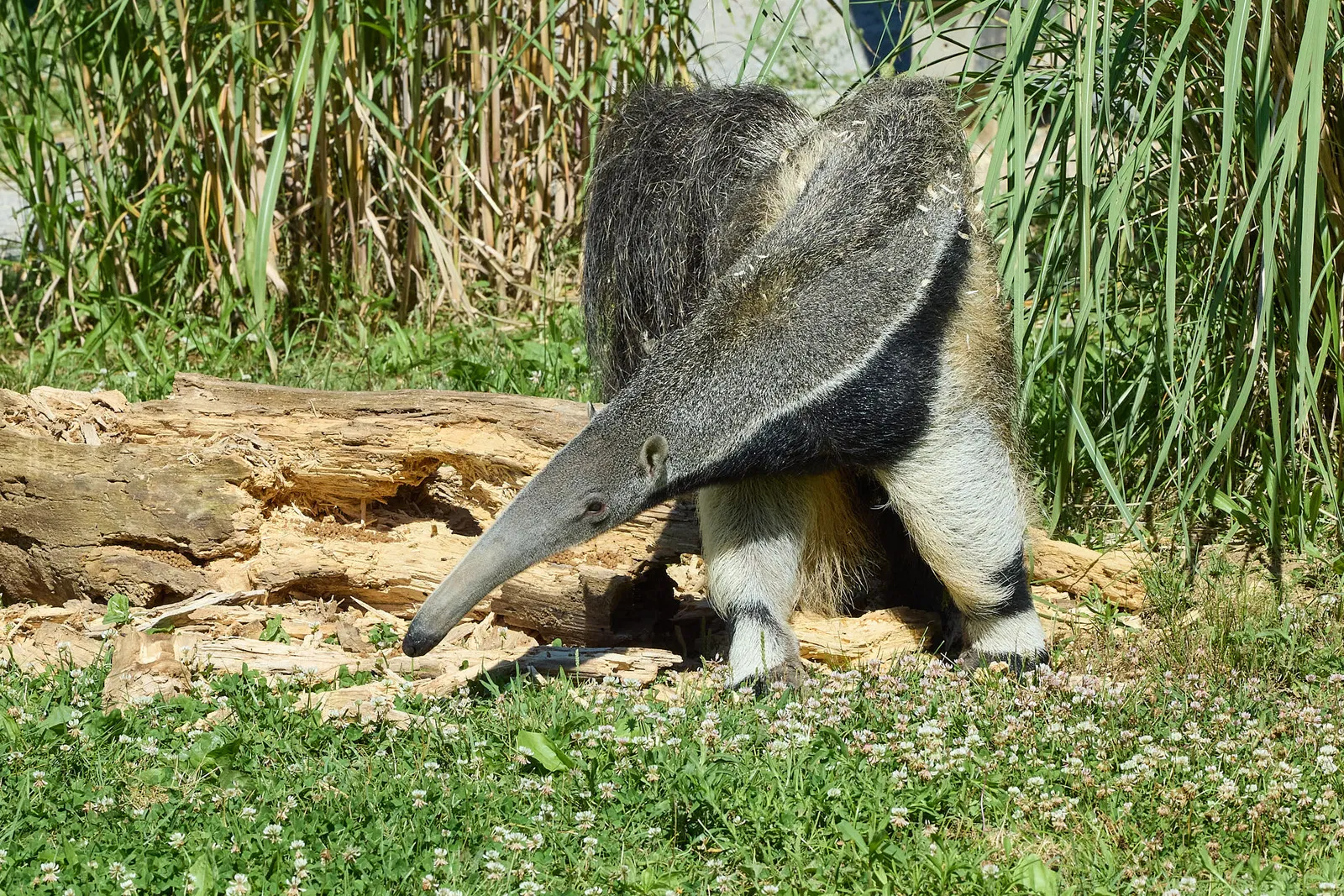 Giant Anteater