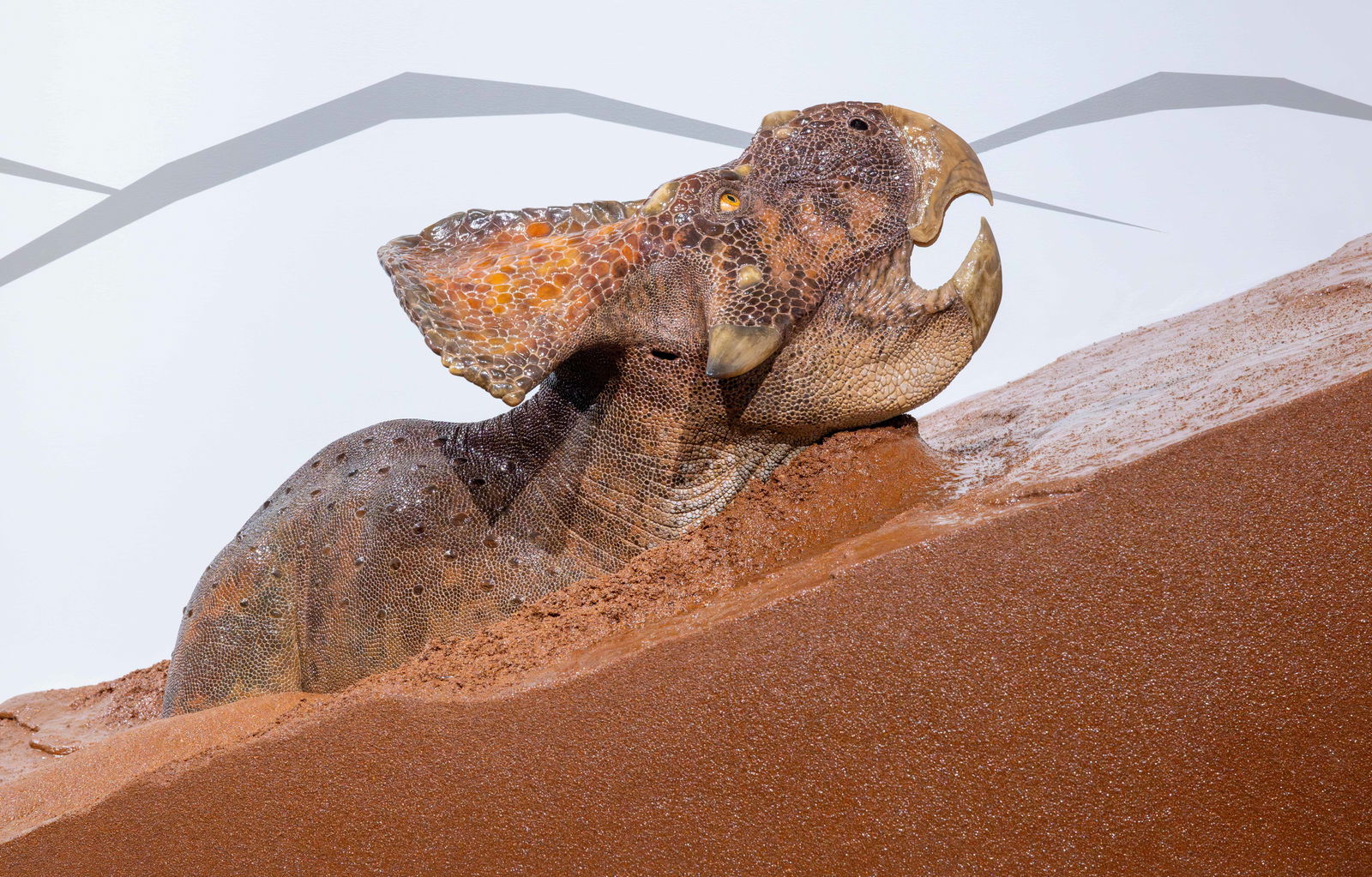 New photoceratops exhibit