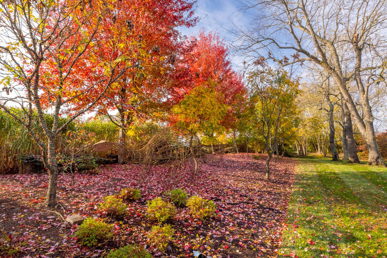 Fall trees at Creation Museum