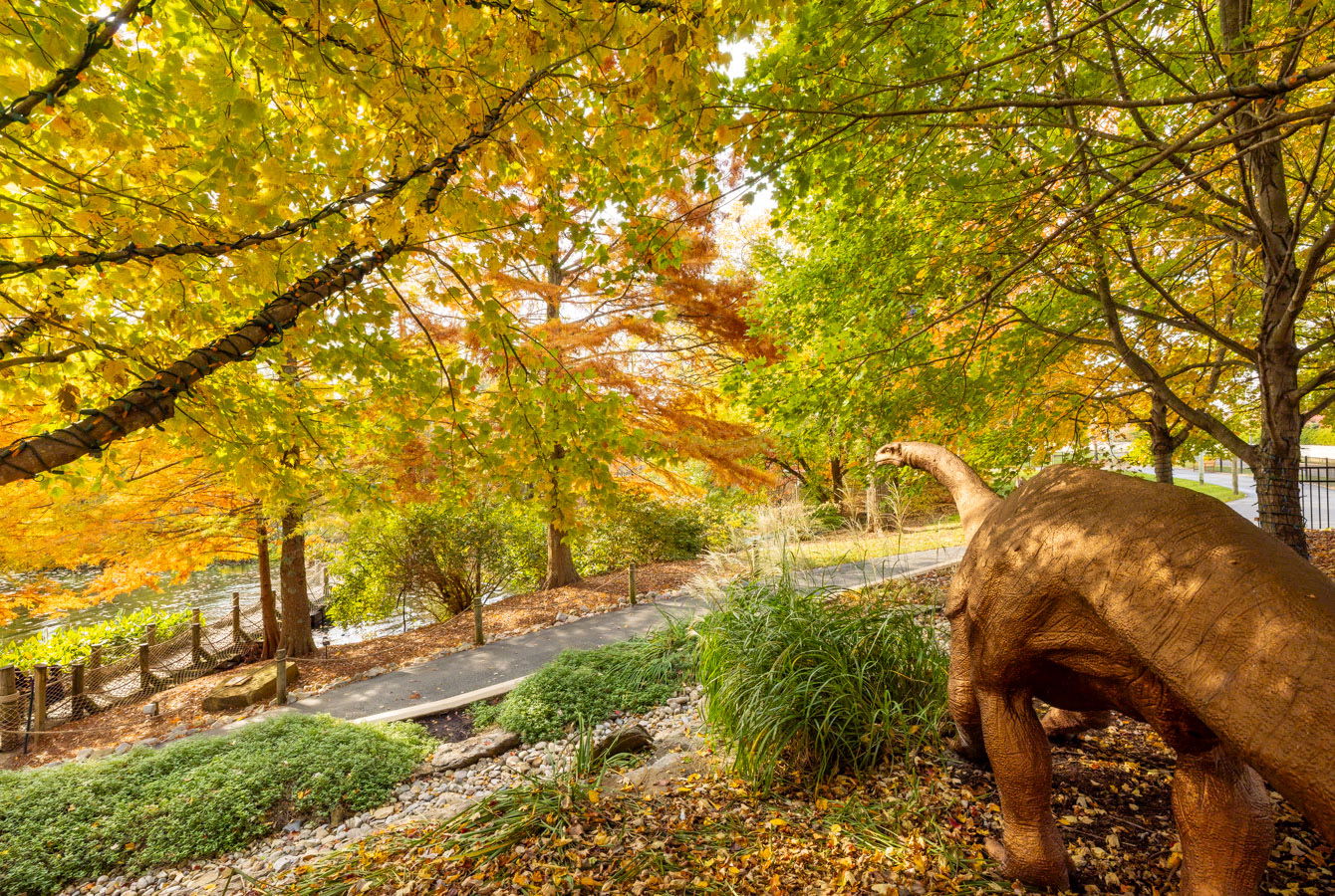 Fall trees at Creation Museum