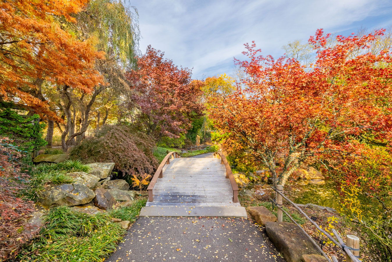 Fall trees at Creation Museum