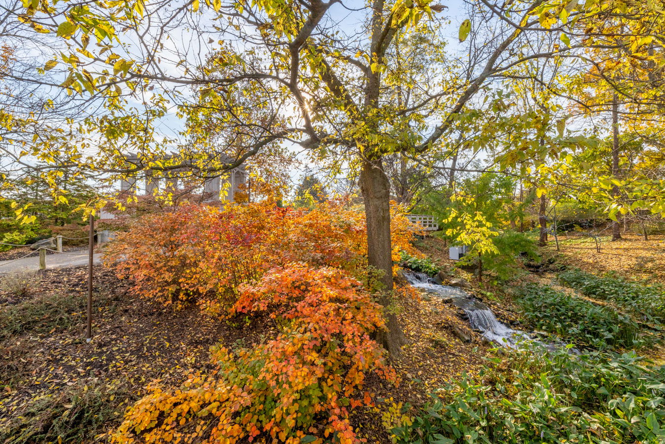 Fall trees at Creation Museum