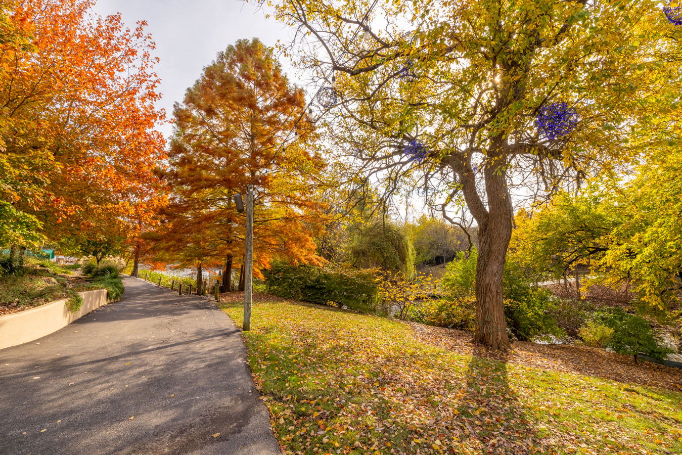 Fall trees at Creation Museum