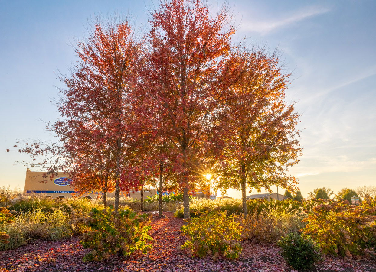 Fall trees at Ark Encounter