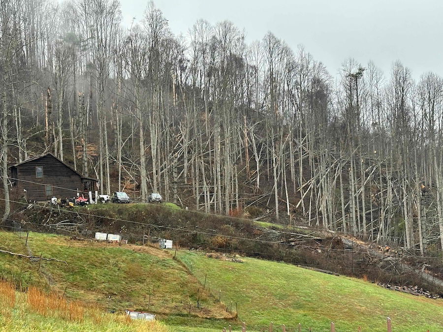 Fallen trees