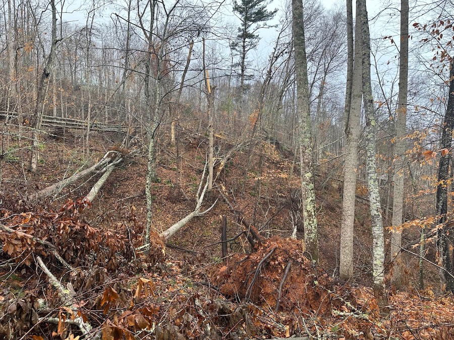 Fallen trees