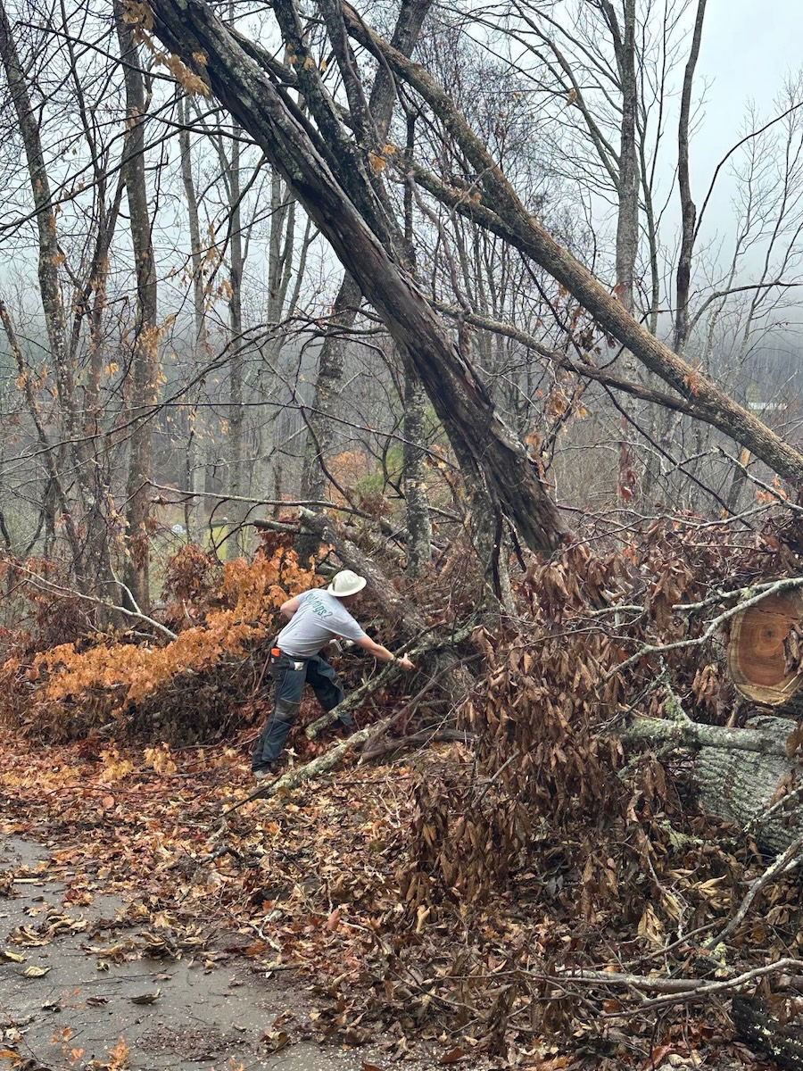 Cutting up fallen trees