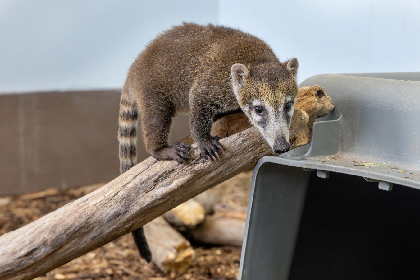 New baby coatis at Creation Zoo