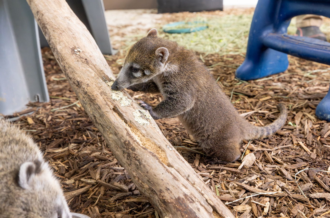 New baby coatis at Creation Zoo