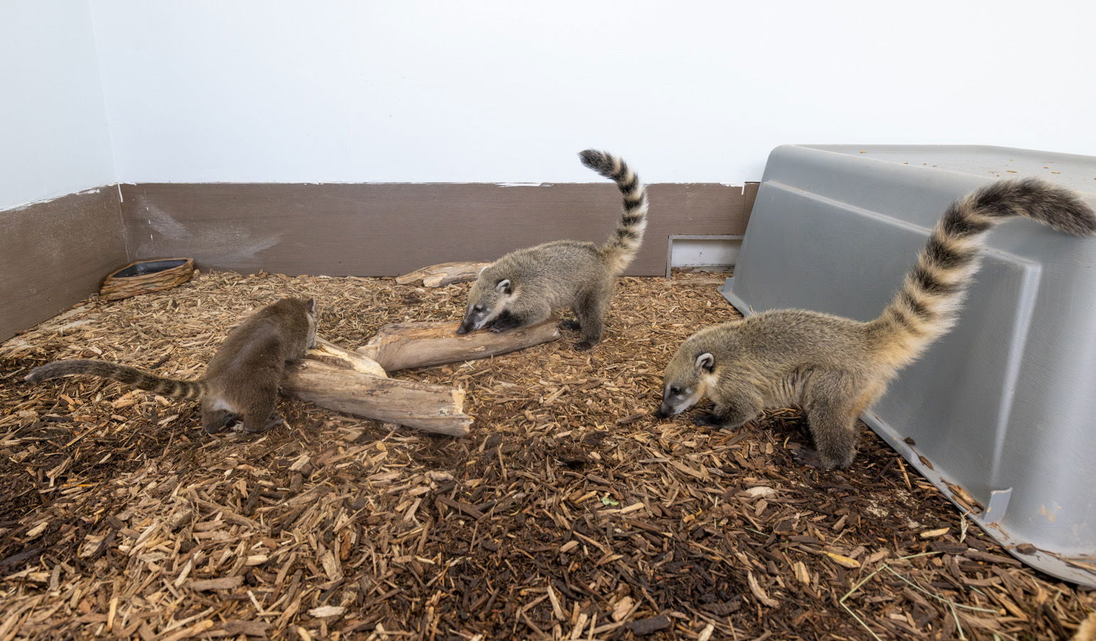 New baby coatis at Creation Zoo