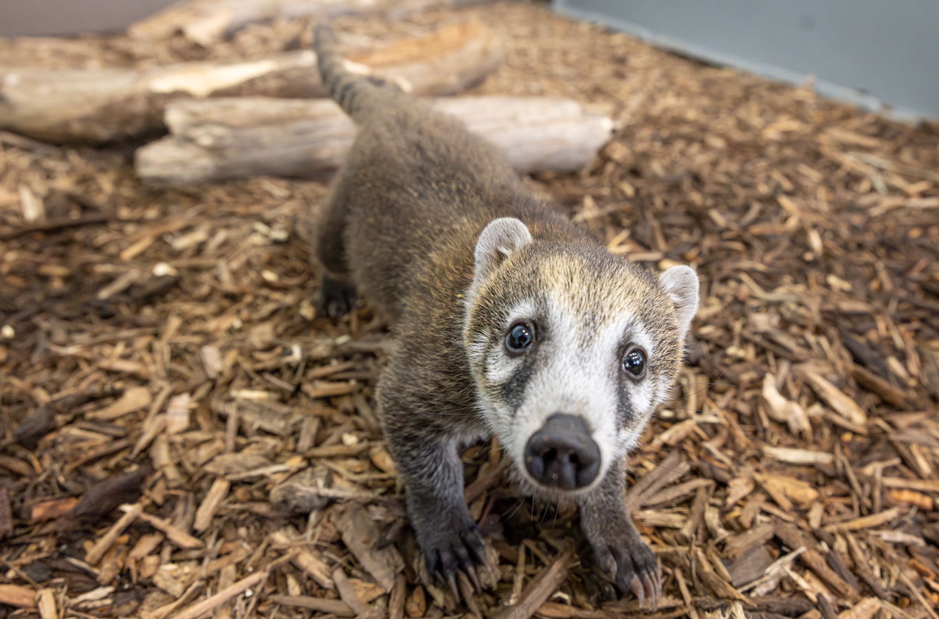 New baby coatis at Creation Zoo