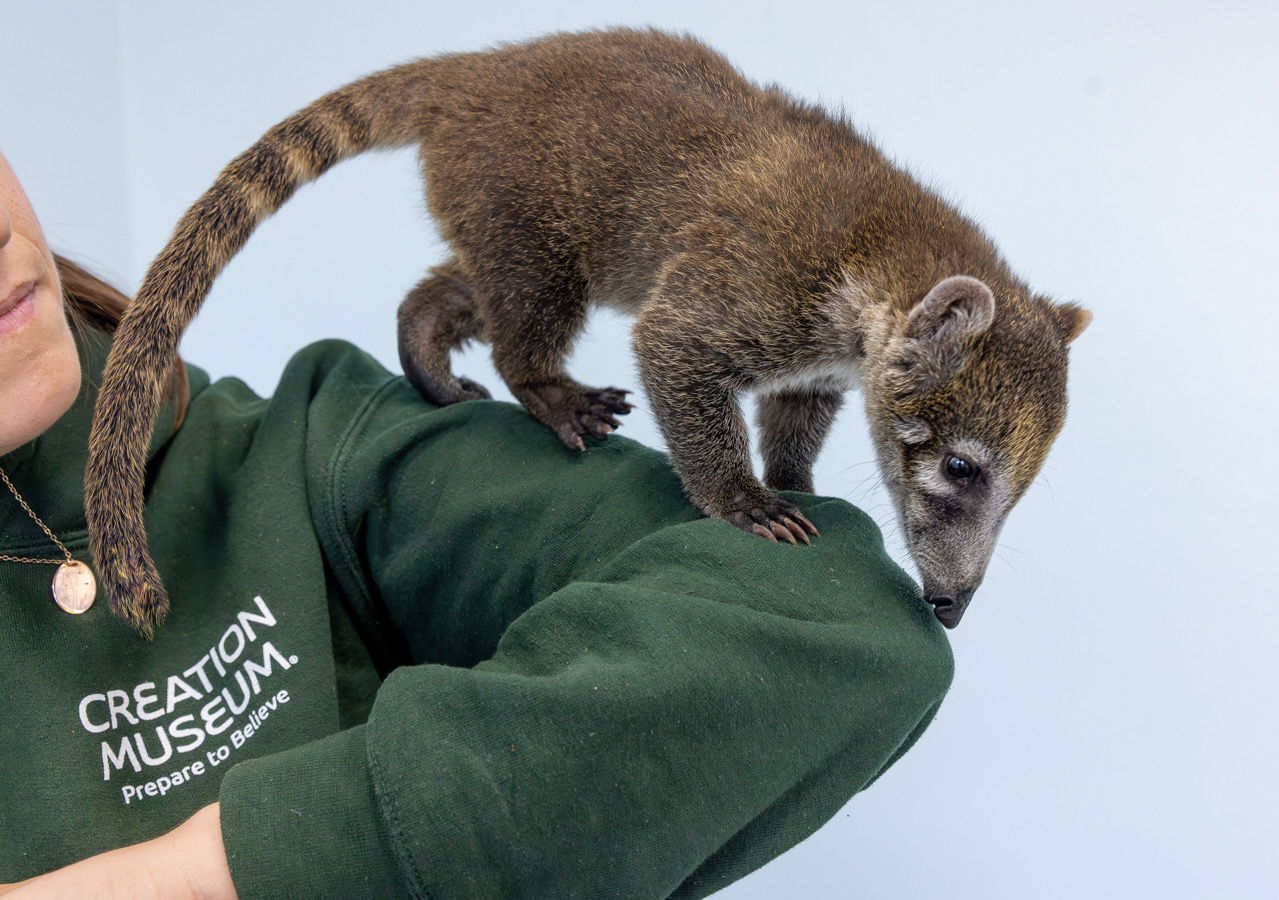 New baby coatis at Creation Zoo