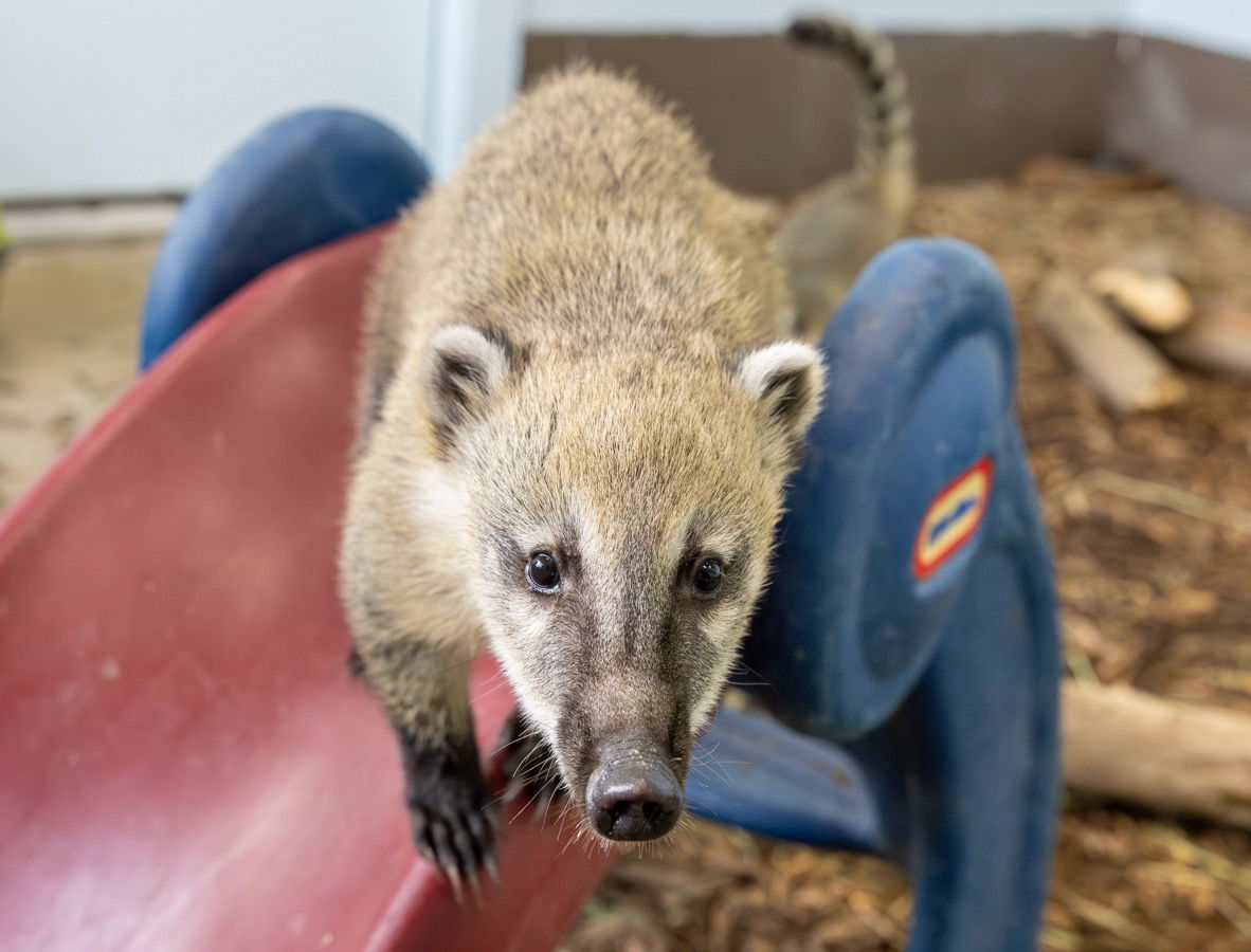 New baby coatis at Creation Zoo