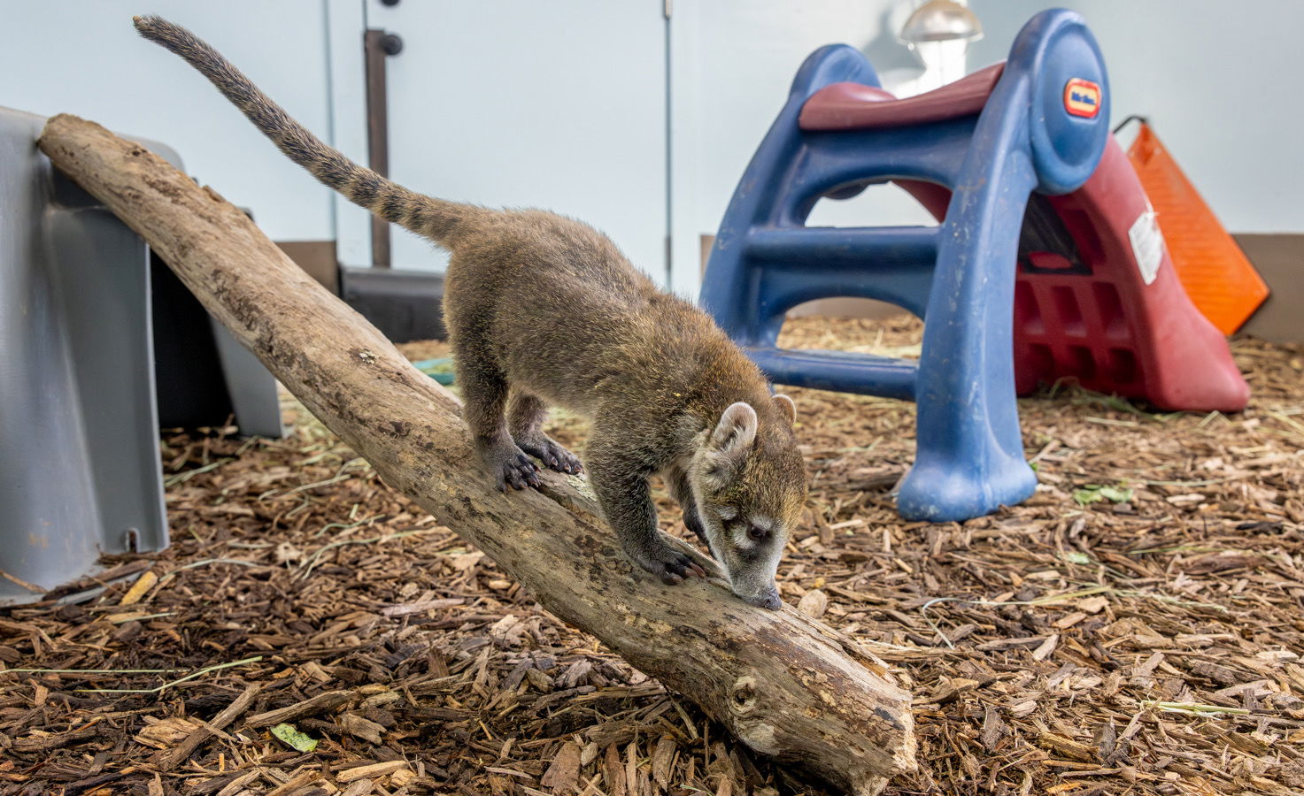 New baby coatis at Creation Zoo