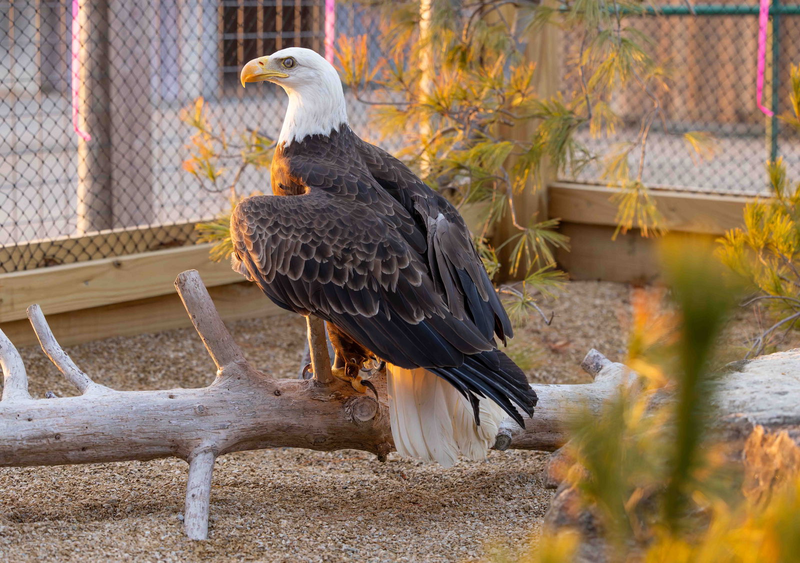 Zoo Update: Bald Eagle Arrives at Ararat Ridge Zoo | Answers in Genesis