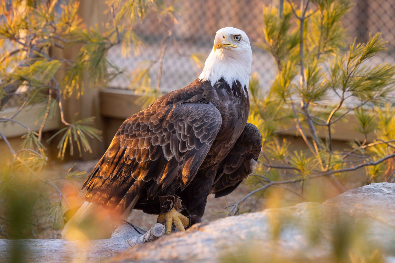 New eagle at Ark Encounter