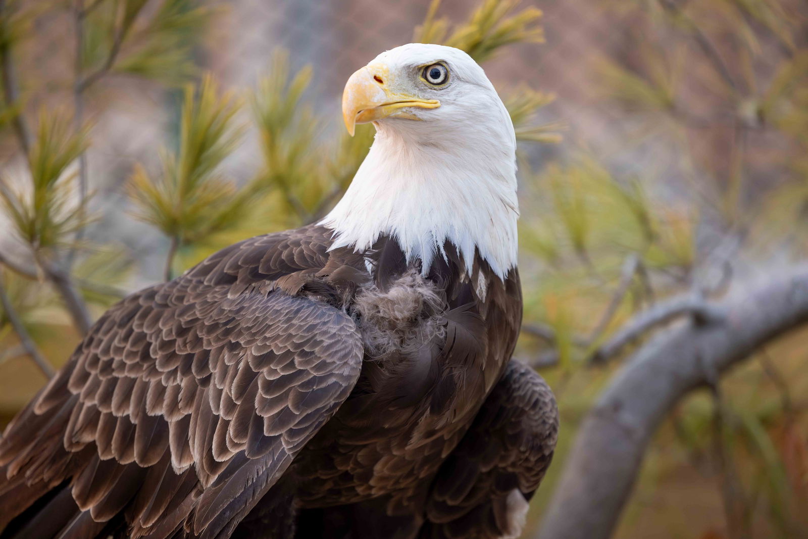 New eagle at Ark Encounter