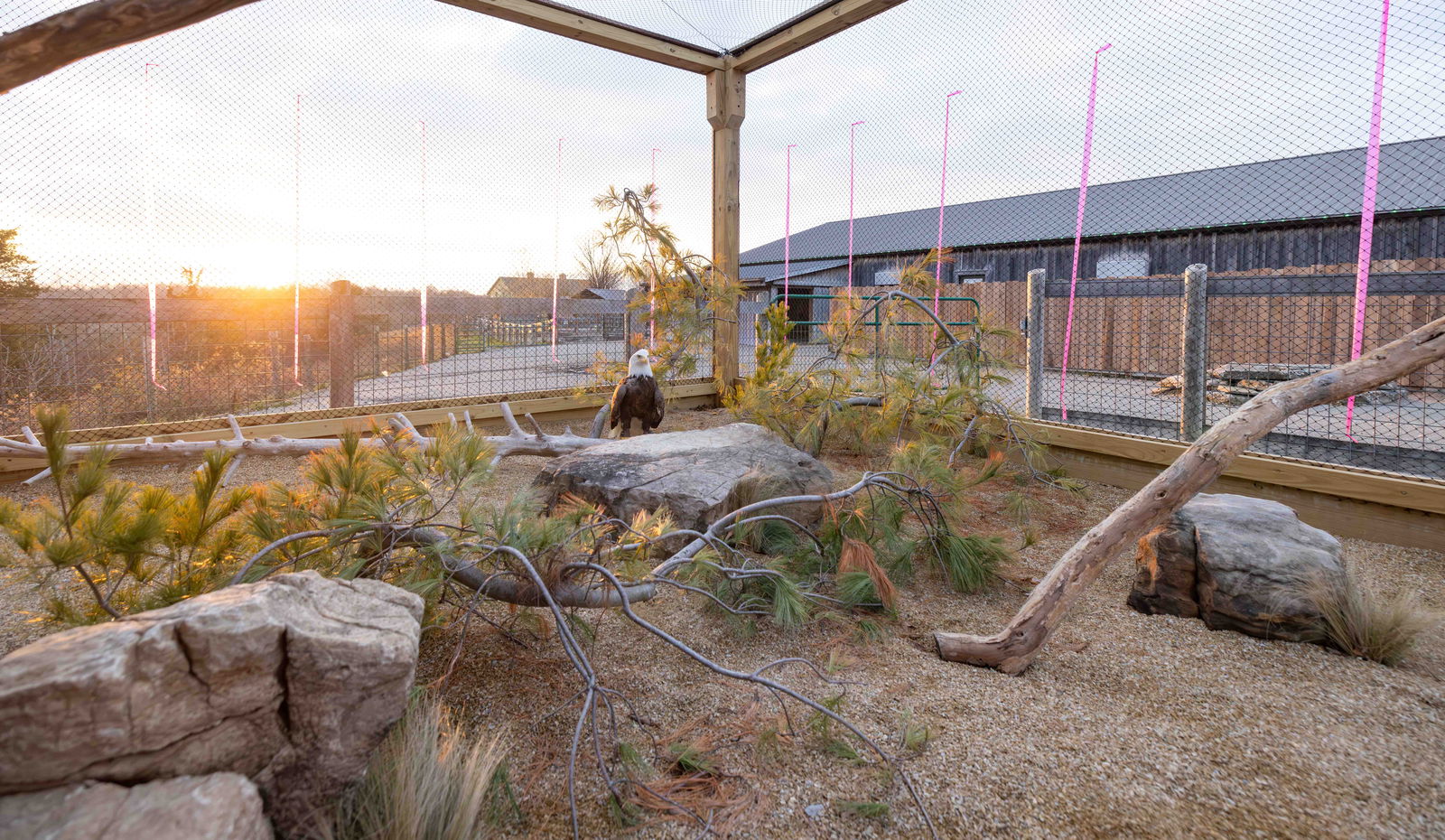 New eagle at Ark Encounter