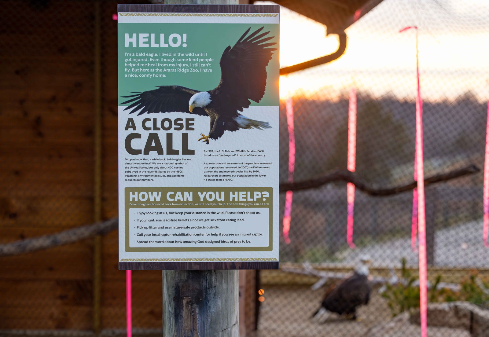 New eagle at Ark Encounter