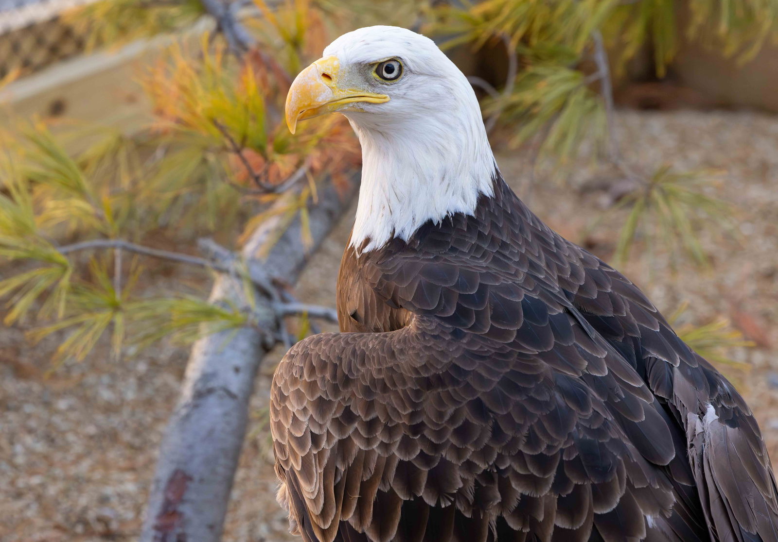 Zoo Update: Bald Eagle Arrives at Ararat Ridge Zoo | Answers in Genesis