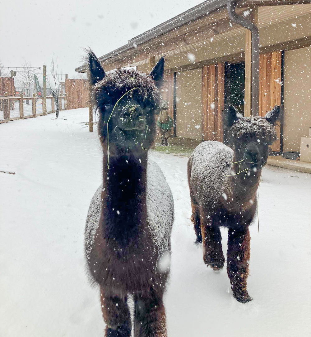 Winter wonderland in Ark Encounter zoo