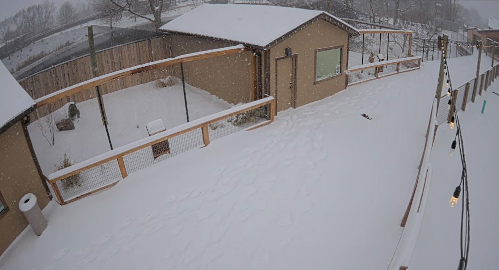 Winter wonderland in Ark Encounter zoo