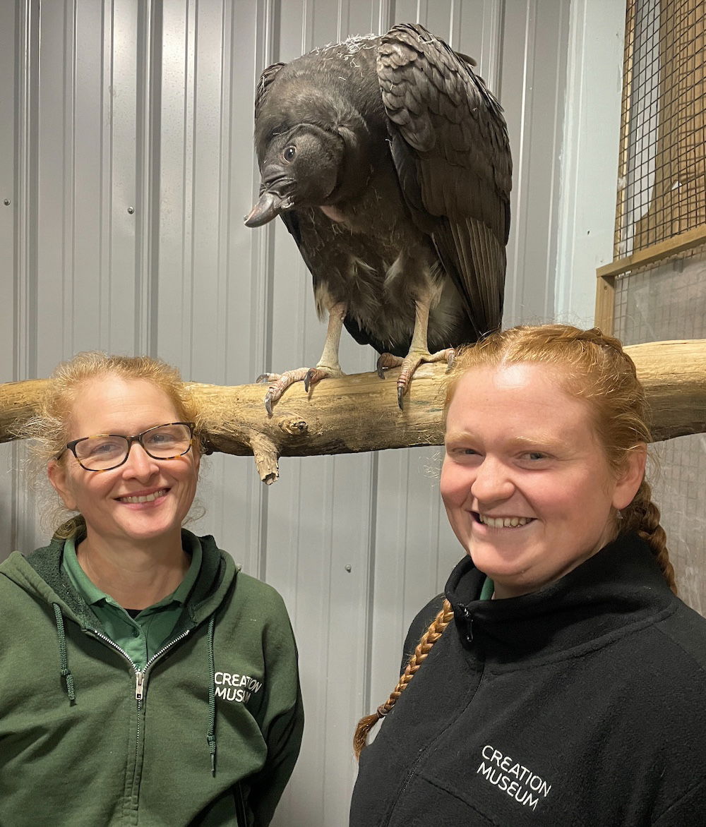 Winter wonderland in Ark Encounter zoo