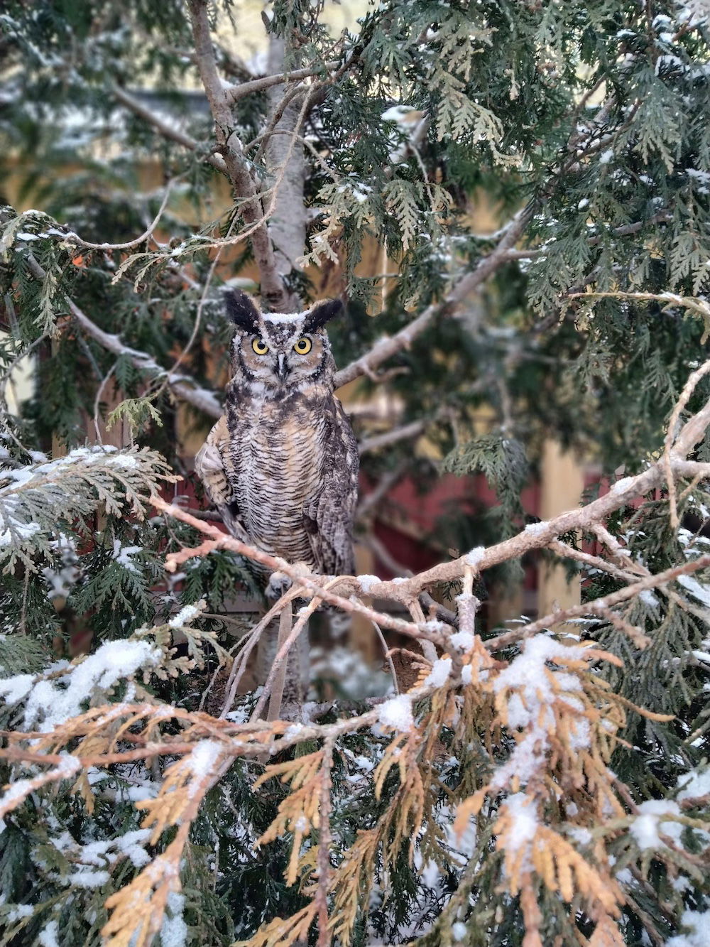 Winter wonderland in Ark Encounter zoo