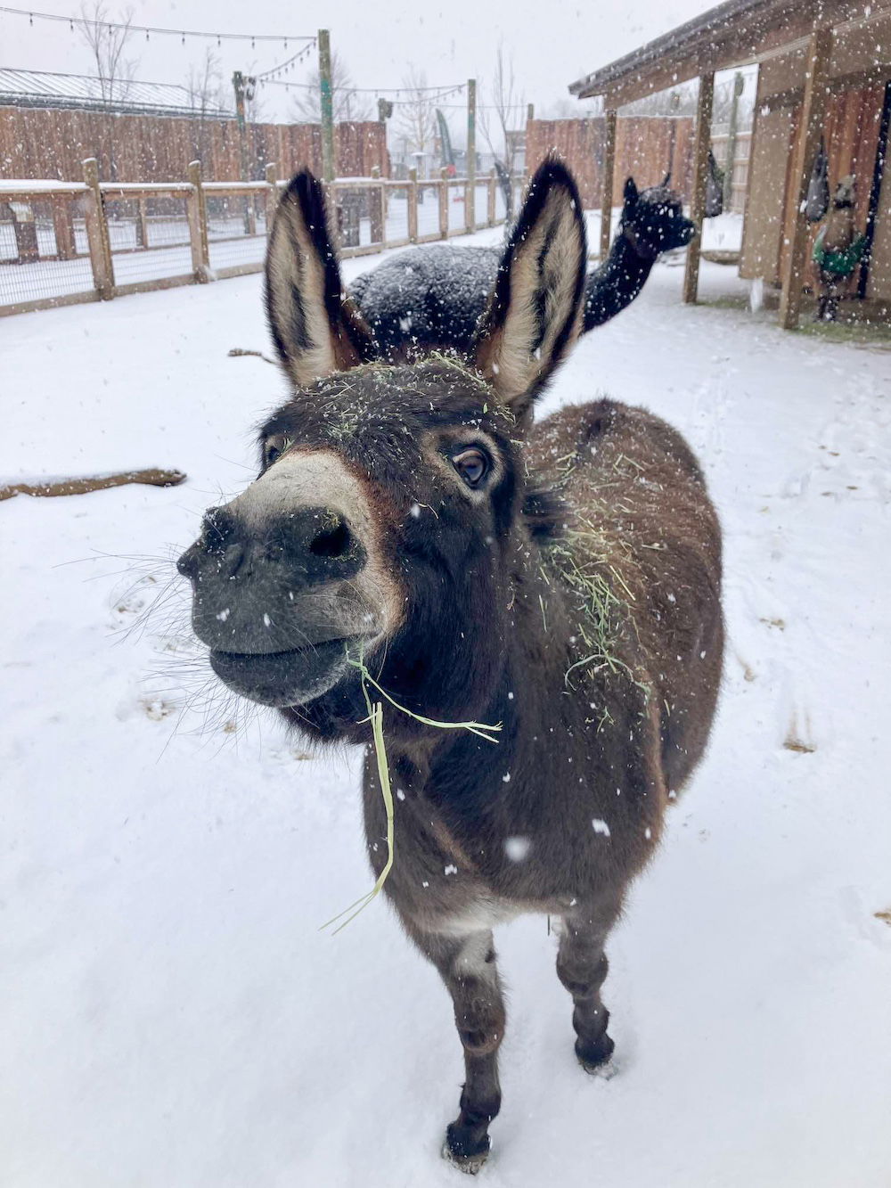 Winter wonderland in Ark Encounter zoo