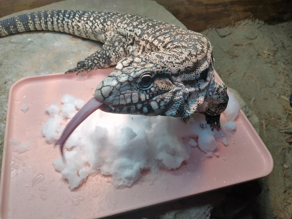 Winter wonderland in Ark Encounter zoo