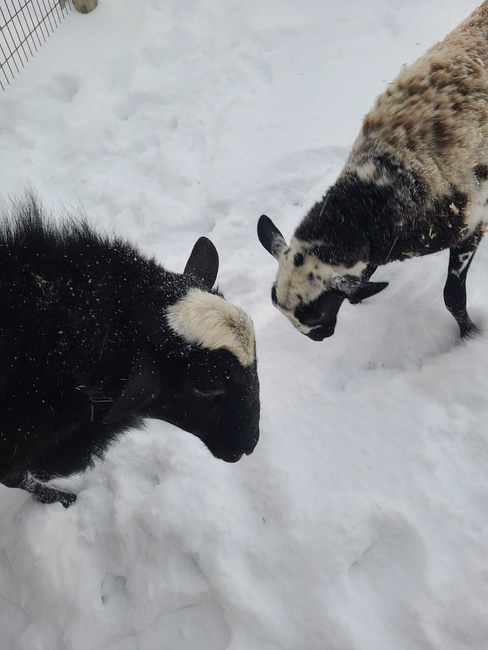 Winter wonderland in Ark Encounter zoo