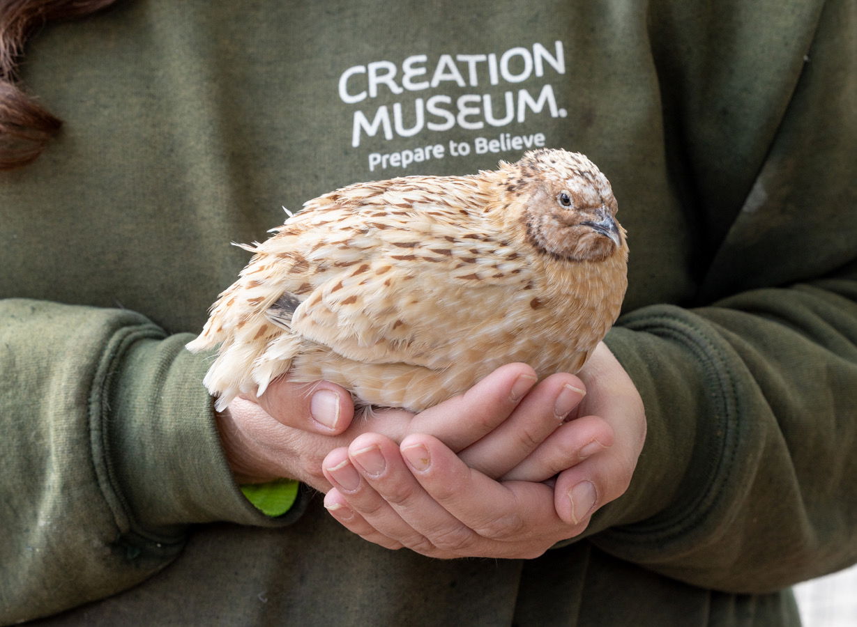 Chickens