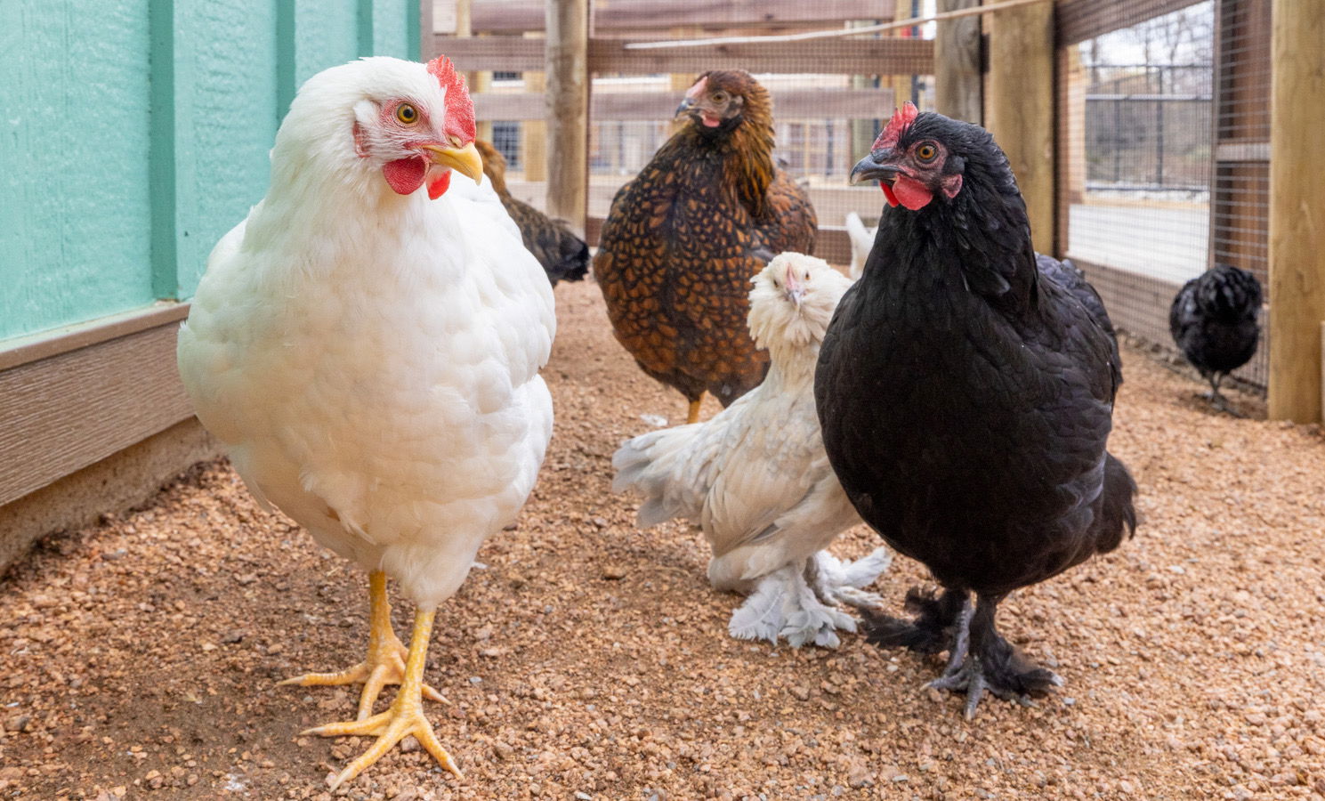 Chickens