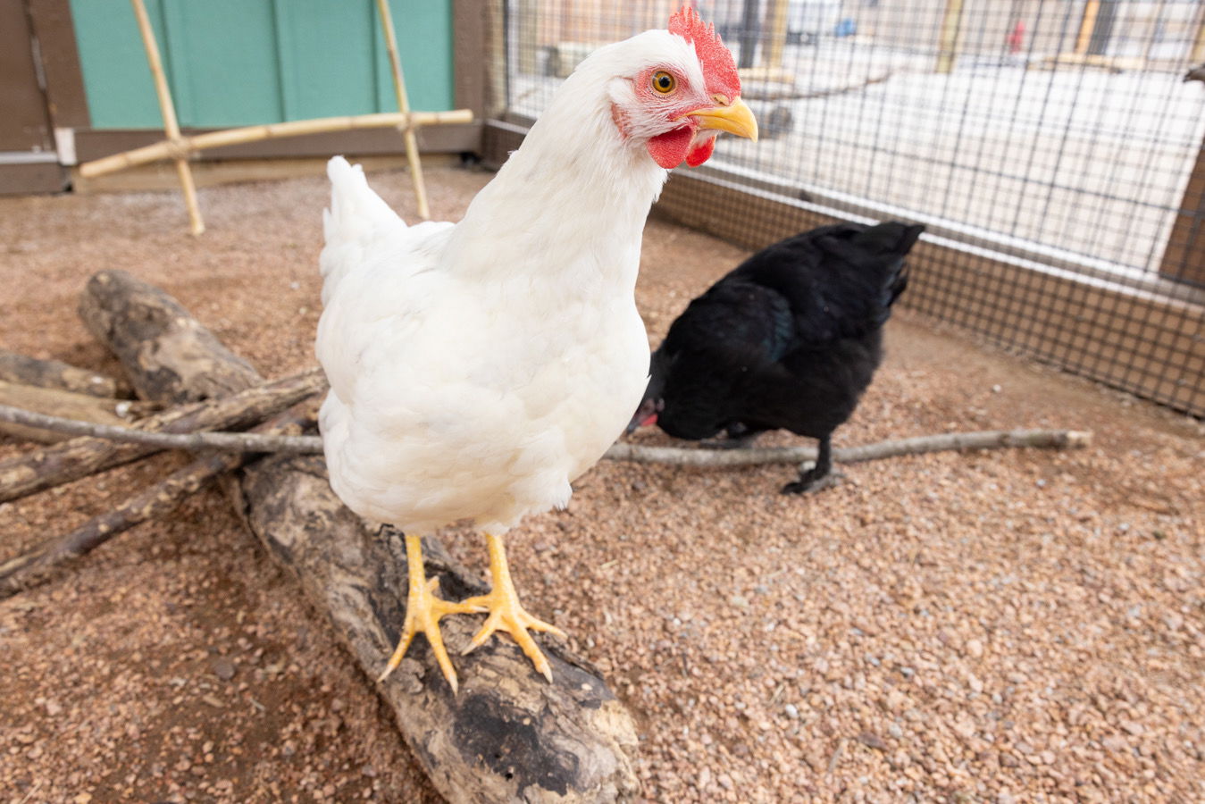 Chickens