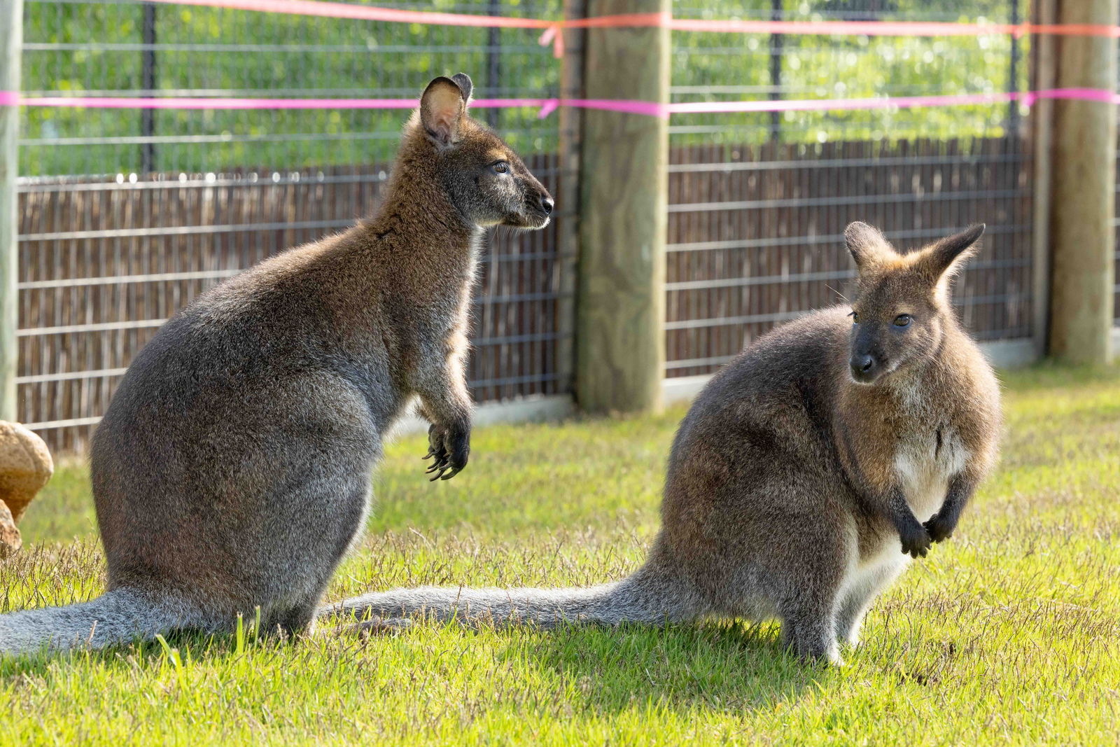 Creation Museum Kangaroo Walkabout