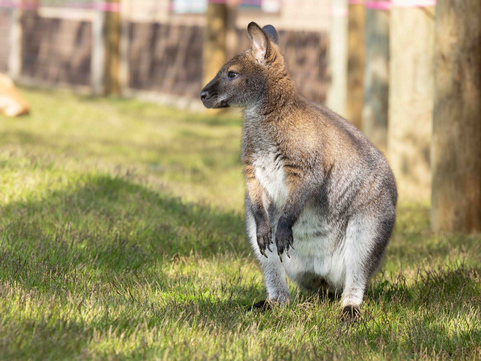 Creation Museum Kangaroo Walkabout