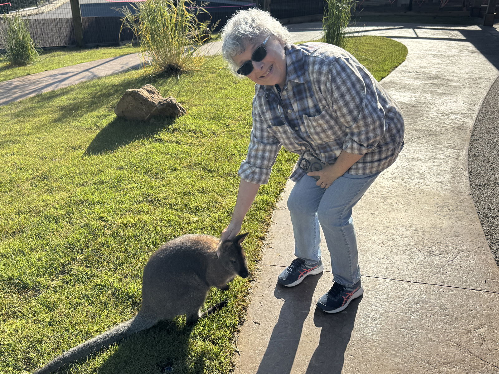 Creation Museum Kangaroo Walkabout