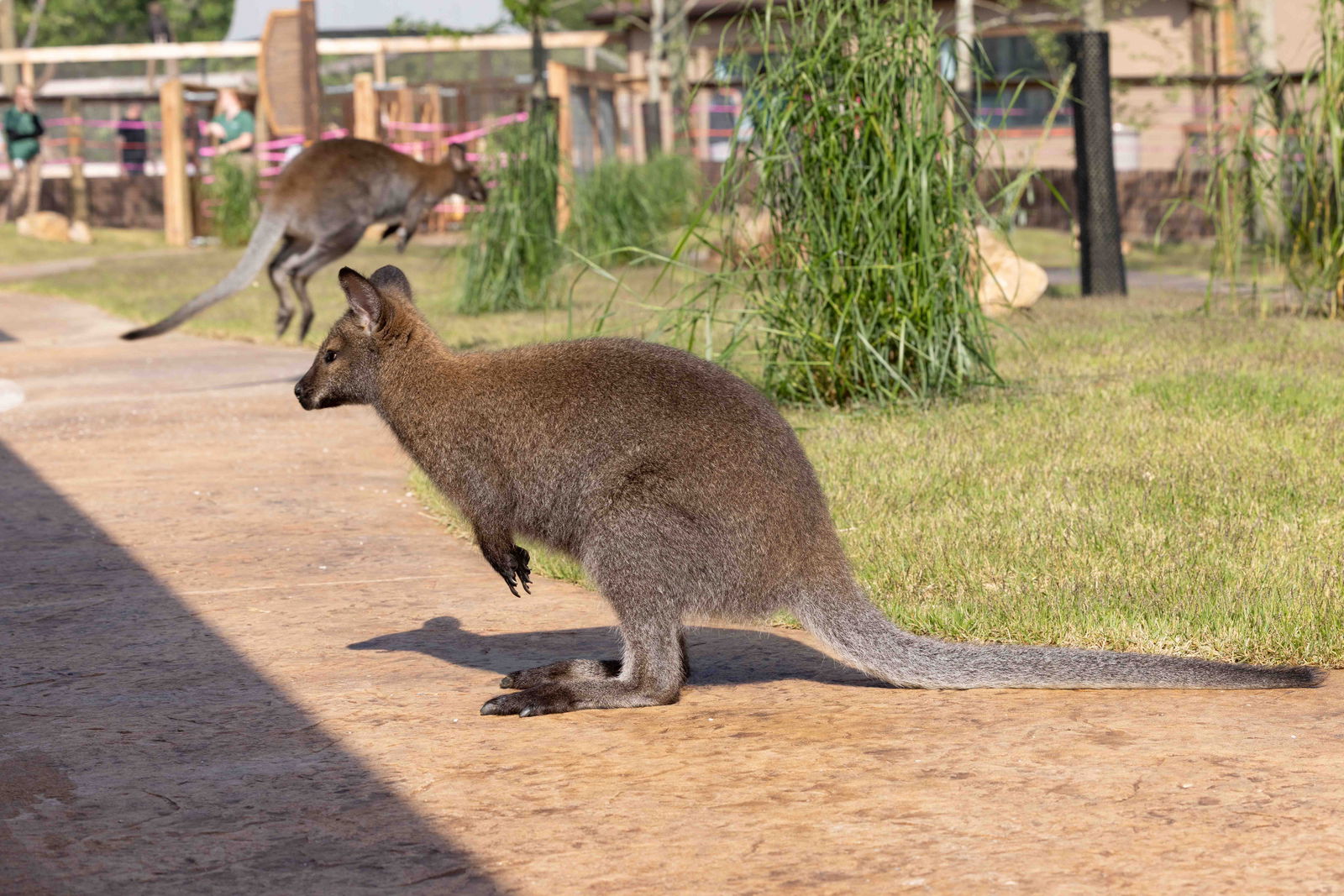 Creation Museum Kangaroo Walkabout