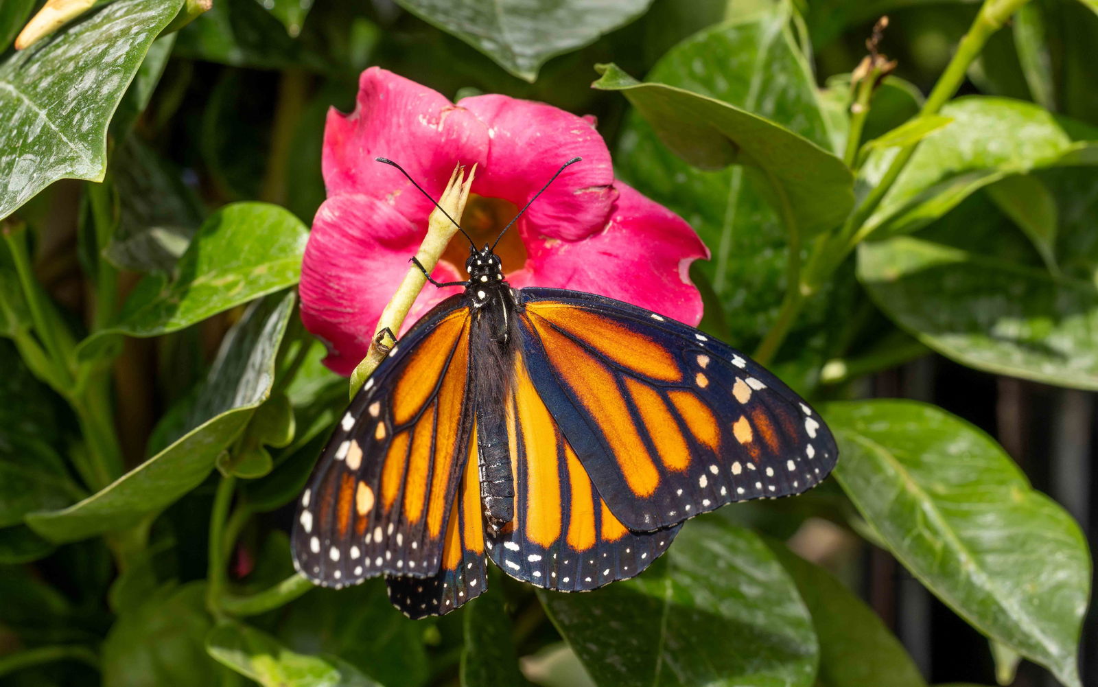 Releasing butterflies into conservatory