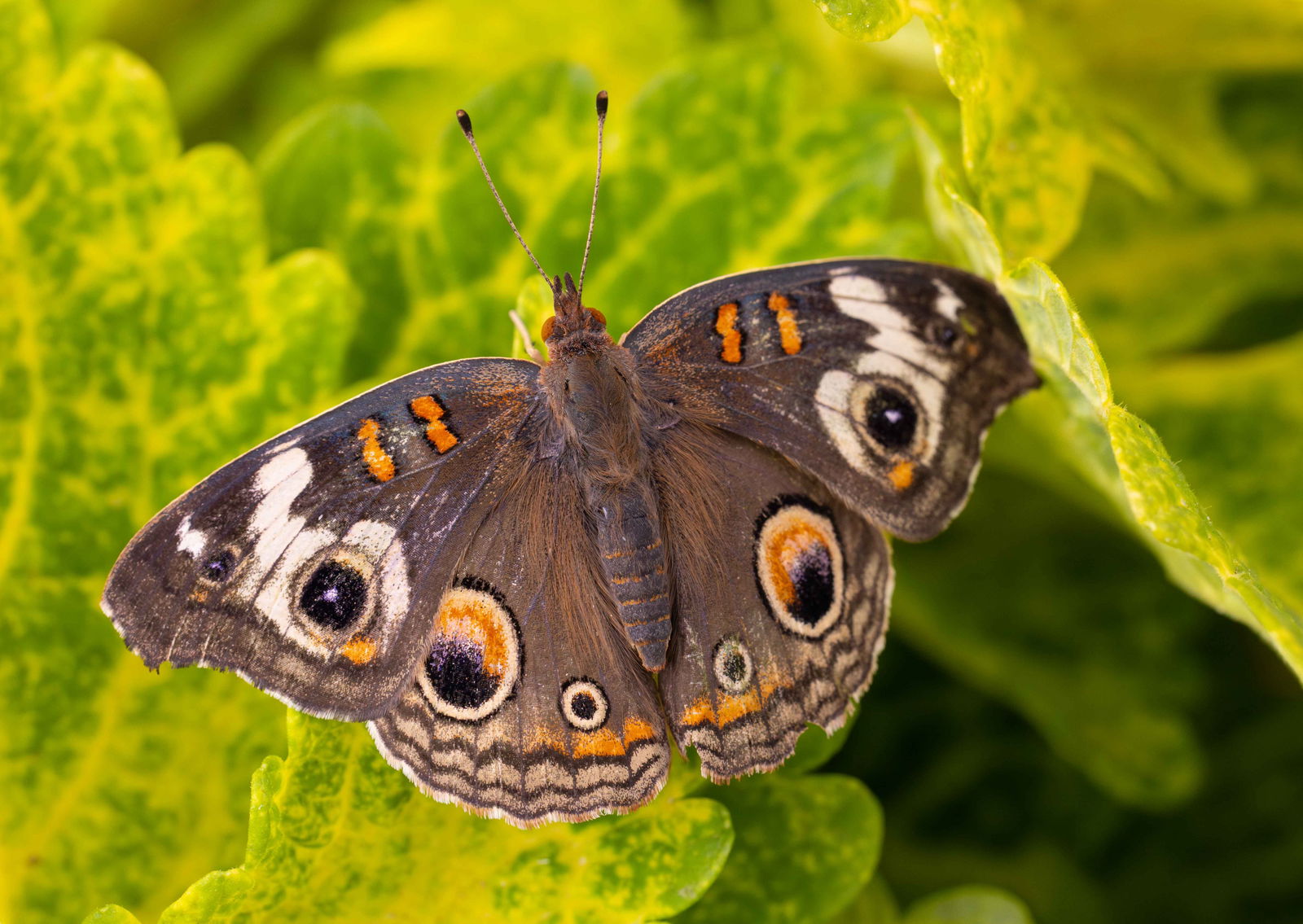 Releasing butterflies into conservatory