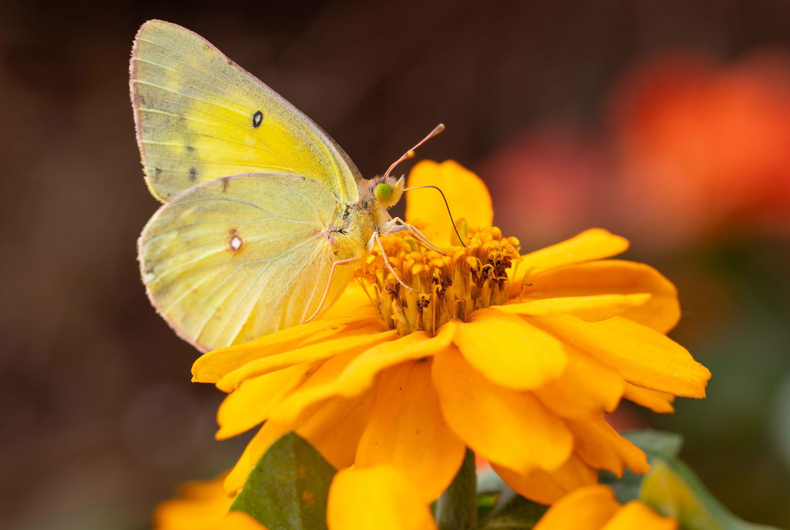 Releasing butterflies into conservatory