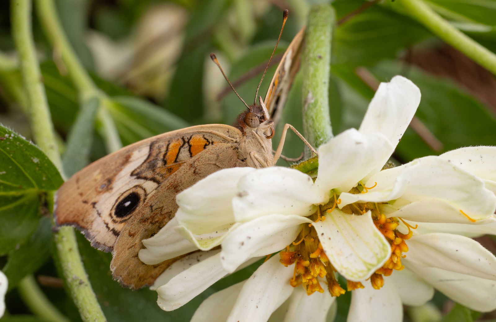 Releasing butterflies into conservatory