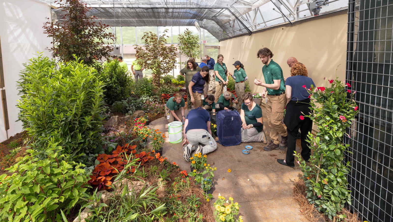 Releasing butterflies into conservatory