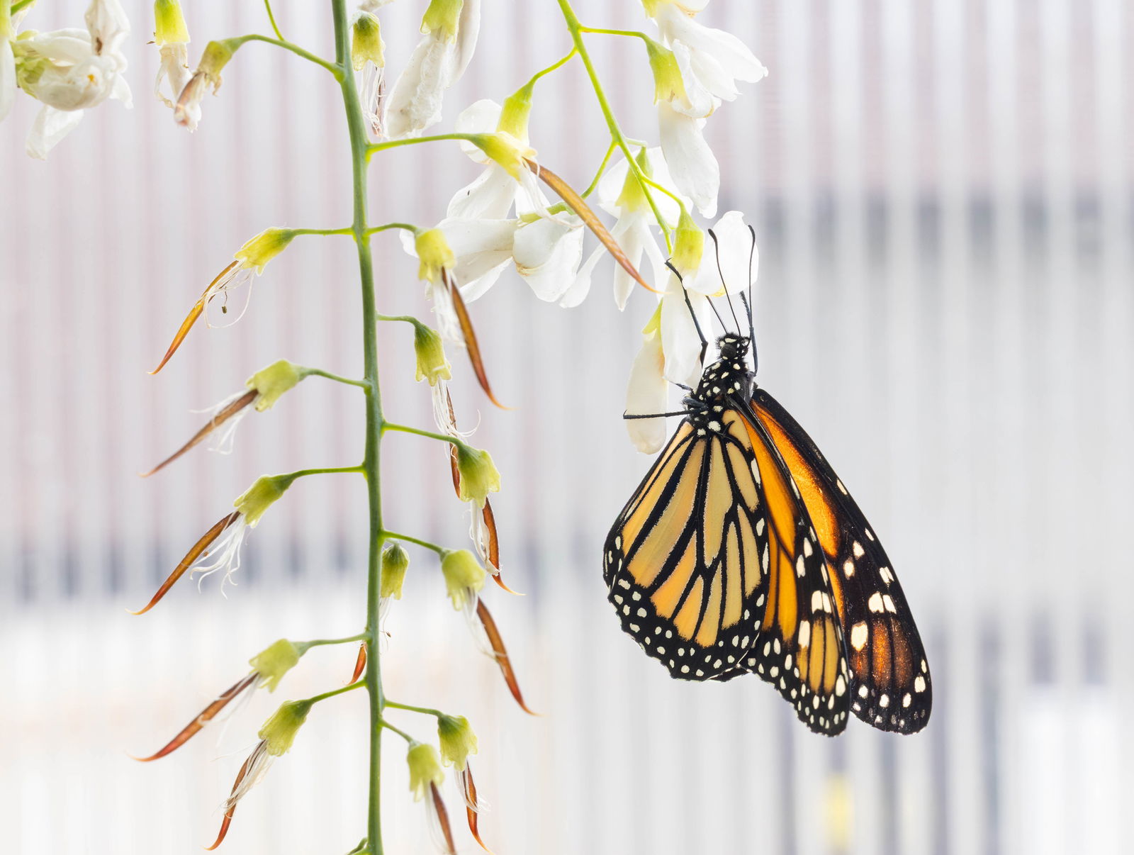 Releasing butterflies into conservatory